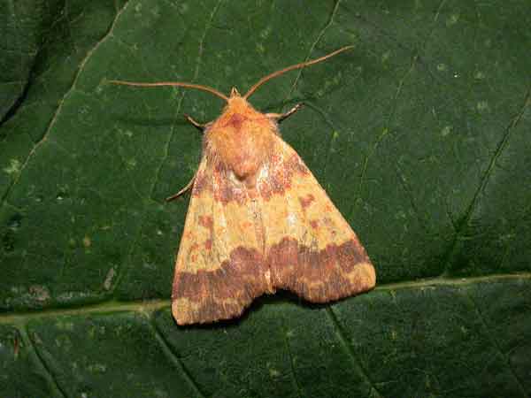 Click on image for next species