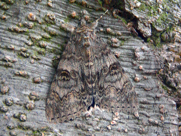 This image was taken using a video-camera whilst on a fishing trip and was the first Moth-Shot I ever took.