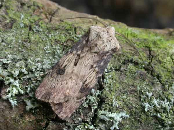Click on image for next species