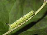 3rd instar larva