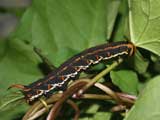 4th instar larva