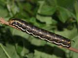 5th instar larva, brown form