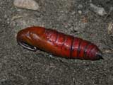 Pupa