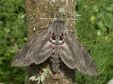 Adult female, in defense posture