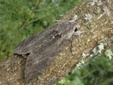 Adult female, at rest