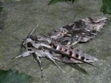 Adult male, in defense posture