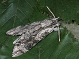 Adult male, at rest