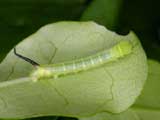 1st instar larva