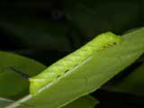 2nd instar larva