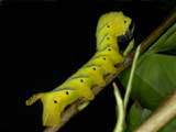 Early 5th instar larva, typical colour form