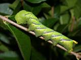 5th instar larva, green form
