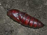 Pupa