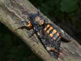 Click here for images of Death's-head Hawk-moth