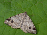 macaria