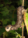 Larva, click to enlarge