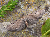 Ling Pug, click to enlarge