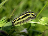 Larva - click to enlarge