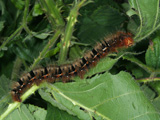 Larva - click to enlarge