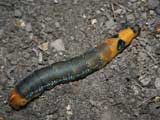 5th instar larva ready to pupate