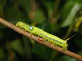 Late 3rd instar larva