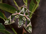 Click here for images of Oleander Hawk-moth ctarpillars