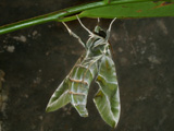 Male, underside