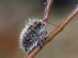 Female - click to enlarge