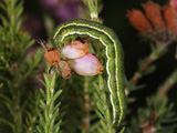 Larva - click to enlarge