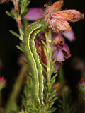 Larva - click to enlarge