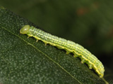 Larva, click to enlarge