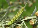 Larva, click to enlarge