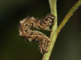 Larva, click to enlarge